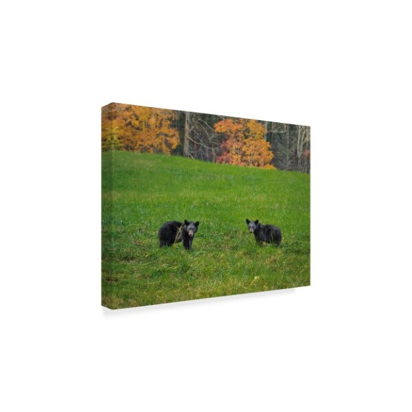 Galloimages Online 'Black Bear Cubs 1' Canvas Art,35x47